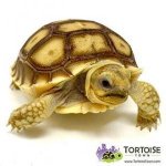 African-Sulcata-for-sale-300x300.jpg