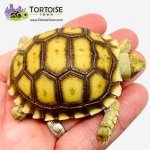 baby-Sulcata-tortoise-300x300.jpg