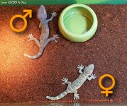 tokay pair nip tail (1).jpg tokay pair nip tail (1).jpg