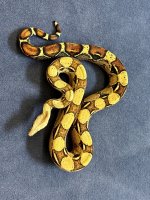 Barranquilla Female.jpg