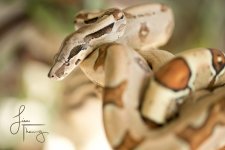 Snake240FB5460-2 copy.jpg