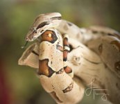 Snakefb5687.jpg