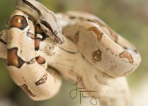 SnakeFB2405679.jpg