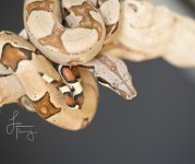 Snake5573 copy.jpg