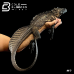 MICRO 3 (2).png