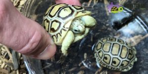 ivoryleopardtortoiseforsale-1030x517.jpg