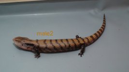 male2.jpg