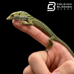 baby kordensis 2 (2).png