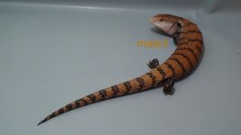 male3.jpg