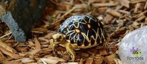 burmese-star-tortoise-breeder.jpg