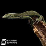 adult kordensis (5).png