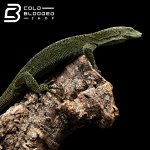 adult kordensis (3).jpg