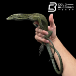 adult kordensis (2).png