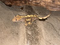 IMG_0284.jpg