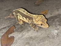 IMG_1313.jpg