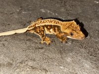 IMG_0942.jpg