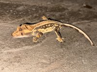 IMG_0185.jpg