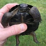 aldabra-tortoises-for-sale.jpg