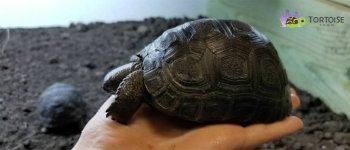 aldabra-tortoise-for-sale-1030x442.jpg