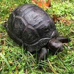 baby-Aldabra-tortoise.jpg
