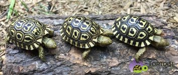 giantsouthafricanleopardtortoisetrio6mo-1030x437 (1).jpg