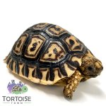 Pardalispardalisleopardtortoiseforsale (1).jpg
