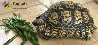giantsouthafricanleopardtortoiseadult-1030x472 (2).jpg