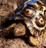 giant-south-african-leopard-tortoise (1).jpg