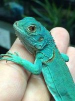 baby-blue-iguana (1).jpg