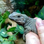 rhino-iguana-for-sale.jpg