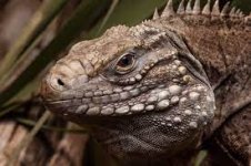 cuban-rock-iguana.jpeg