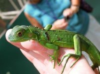 baby-green-iguana-for-sale (1).jpg