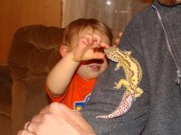 corbingecko-2.jpg