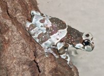 boas and balls 110.jpg