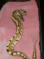 new snakes 019.JPG