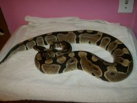 normal male bp 001.JPG