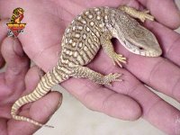 savannah_baby_5-01.jpg