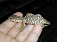 Lizard114.jpg