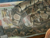 for sale snakes 001.JPG