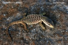SavannahMonitorHatchling001.jpg