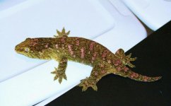 1st Leachie   female.jpg