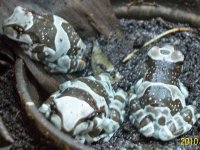 boas and balls 113.jpg