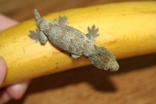 OGxDorknose banana.jpg
