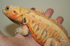 trans silk het hypo lavender line.jpg