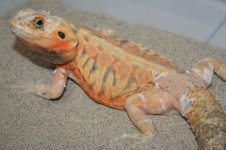 trans silk het hypo lavender line1.jpg