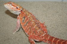 poss het hypo rich line.jpg