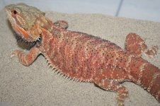 trans het hypo male breeder.jpg