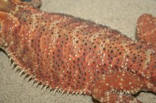 trans het hypo male breeder1.jpg
