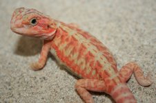 Red hypotrans leather female.jpg