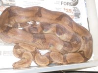 jungle babies & dad 004.JPG